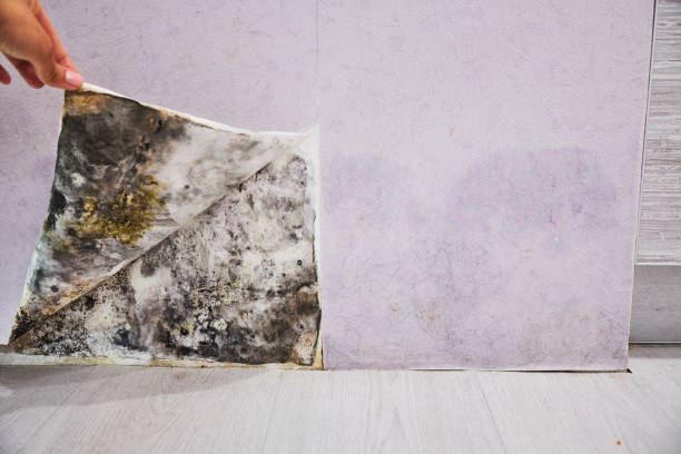 Best Attic Mold Removal  in Loxahatchee Groves, FL